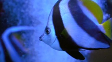 Çok güzel çizgili balık. Yavaş yavaş balık yüzüyor. Bir sürü balık Heniochus acuminatus.