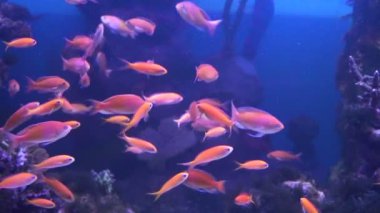 Çok güzel kırmızı balık. Yavaş yavaş balık yüzüyor. Bir sürü balık