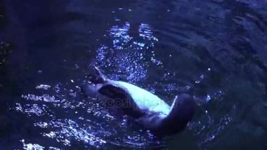 Penguen karnına çizikler. Penguenler içinde belgili tanımlık akvaryum