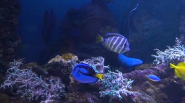 Deniz ve okyanus yaşam. Muhteşem Sualtı dünyasını. İçinde belgili tanımlık akvaryum balık.