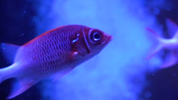 Очень красивая красная рыба. Рыба медленно плавает. Много рыбы Sargocentron diadema . — стоковое видео
