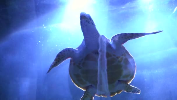 Slow motion turtle swims over the camera. Excellent shot — Stock Video