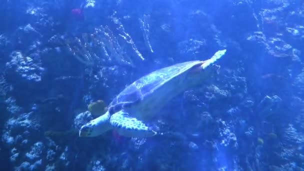 Zeitlupe. Nahe der Kamera schwimmt eine große Schildkröte — Stockvideo