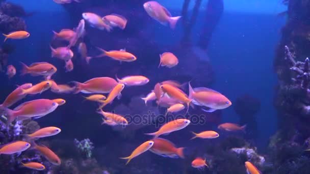 매우 아름 다운 붉은 물고기. 천천히 물고기 아무것도. 물고기의 많은 — 비디오