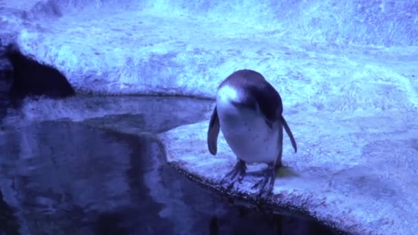 ペンギンは、彼の腹を傷します。水族館でペンギン — ストック動画