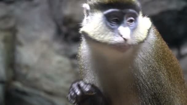 A majom mossa. A majom a kezét nyalogatja. Nagyon vicces és szép majom — Stock videók