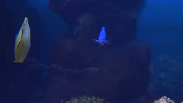 Poisson dans l'aquarium. Beaucoup de beaux poissons colorés. Ralenti Contexte — Video