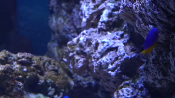 Vissen in het aquarium. Vele mooie kleurrijke vissen. Slow motion achtergrond — Stockvideo