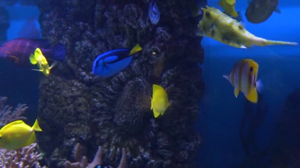 Vida marina y oceánica. Maravilloso mundo submarino. Peces en el acuario . — Vídeo de stock