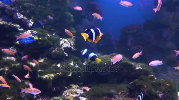 Zee en oceaan leven. Prachtige onderwater wereld. Vissen in het aquarium — Stockvideo