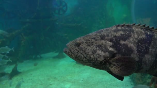 Egy nagyon nagy hal néz a kamerába. A kopoltyú, a hal mozog légzés során. — Stock videók