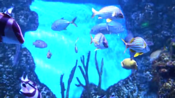 Vissen in het aquarium. Vele mooie kleurrijke vissen. Slow motion achtergrond — Stockvideo