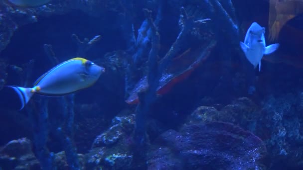 수족관에 물고기. 많은 아름 다운 화려한 물고기. 배경 — 비디오