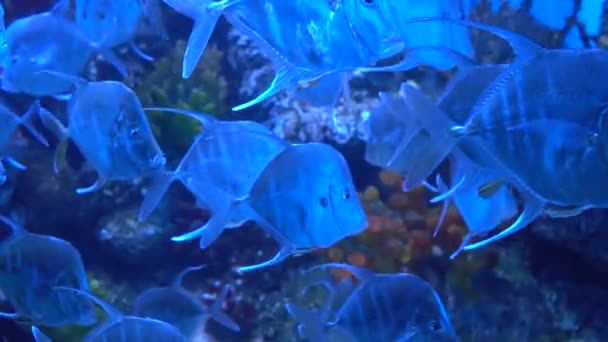 Aquarium Fish Selene en busca de una víctima. Peces nadando lentamente en el acuario — Vídeos de Stock