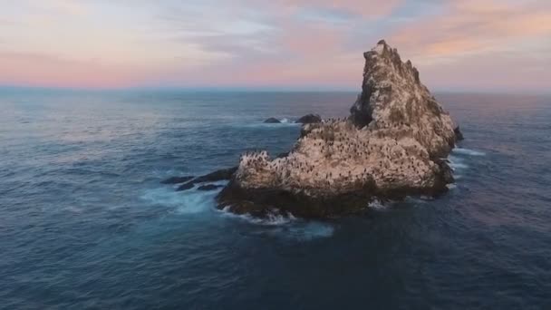 Flygfoto. Flygande över klippan i havet. En hel del fåglar på en sten i havet. — Stockvideo