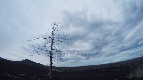 Zeitraffer beim Wachsen einzelner Bäume mit Windanimation. ein einsamer Baum, Wolken ziehen vorbei. Wilde Natur — Stockvideo