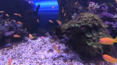 Ray ve balıklar içinde belgili tanımlık akvaryum. huzur içinde arasında deniz arka planda mercan resif balık yüzmek