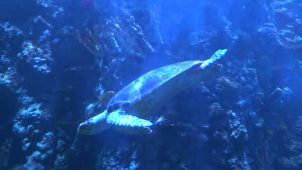 Zeitlupe. Nahe der Kamera schwimmt eine große Schildkröte. — Stockvideo