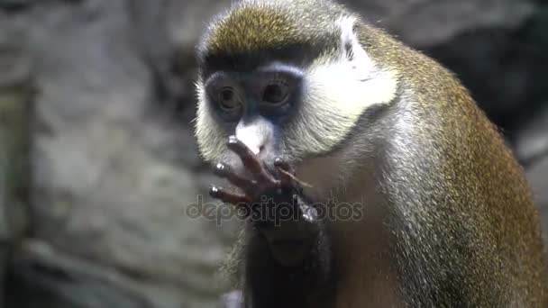 The monkey washes. The monkey licks his hand. Very funny and beautiful monkey — Stock Video