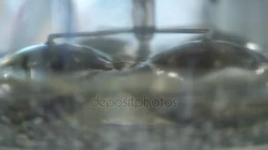 Şeffaf sıvı, su. Soyut ve döner bir otoklav içinde karıştırılır. Eddy akımları simülasyonu