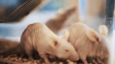 Kafeste bir sürü fare. Evcil hayvan beyaz fareler bir akvaryum büyük grubu. Laboratuvar tıbbi deneylerde fare. Laboratuvar fareler ve doku örnekleri üzerinde görünüyor. O ışık bir laboratuarda çalışıyor