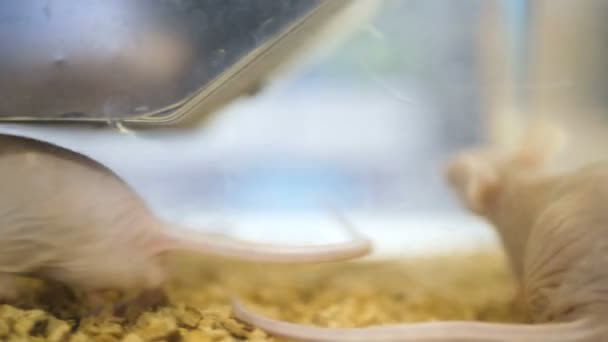 Muis in de kooi een heleboel. Grote groep huisdier witte muizen in een Aquarium. Beweeg de muis in het laboratorium in medische experimenten. Laboratorium muizen en lijkt op weefselmonsters. Ze werkt in een lichte laboratorium — Stockvideo