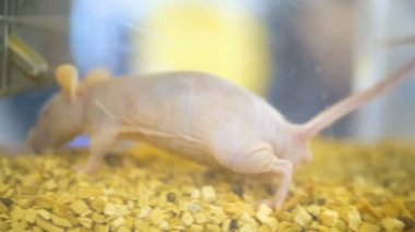 Kafeste bir sürü fare. Evcil hayvan beyaz fareler bir akvaryum büyük grubu. Laboratuvar tıbbi deneylerde fare. Laboratuvar fareler ve doku örnekleri üzerinde görünüyor. O ışık bir laboratuarda çalışıyor