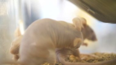 Kafeste bir sürü fare. Evcil hayvan beyaz fareler bir akvaryum büyük grubu. Laboratuvar tıbbi deneylerde fare. Laboratuvar fareler ve doku örnekleri üzerinde görünüyor. O ışık bir laboratuarda çalışıyor