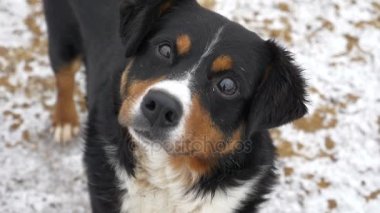 Ağır çekim yakın çekim. Köpek kameraya benziyor, şaşırır ve kulakları presler. Köpek sahibi ne yazık ki görünüyor. Köpek kamera burnunu çekmek ve lens görünüyor. Yakın çekim.