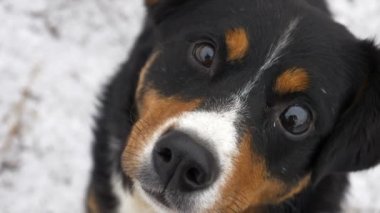 Ağır çekim yakın çekim. Köpek kameraya benziyor, şaşırır ve kulakları presler. Köpek sahibi ne yazık ki görünüyor. Köpek kamera burnunu çekmek ve lens görünüyor. Yakın çekim.