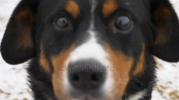 Γκρο πλαν αργή κίνηση. Ο σκύλος εξετάζει τη φωτογραφική μηχανή, είναι έκπληκτος και πιέζει τα αυτιά του. Το σκυλί φαίνεται δυστυχώς με τον ιδιοκτήτη. Ο σκύλος sniffs τα φωτογραφικών μηχανών και κοιτάζει το φακό. Γκρο πλαν. — Αρχείο Βίντεο