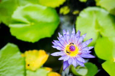 Mor lotus çiçeği ile iki arılar