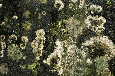 Yeşil yosun doku çimento duvar, doğa arka plan