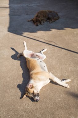 Sokakta, Tayland uyku iki sokak köpekleri