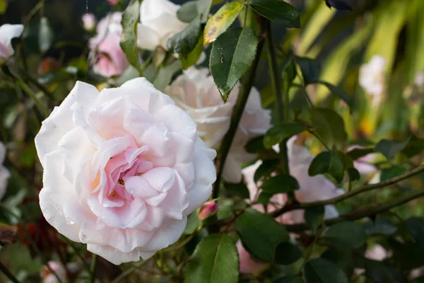 Gota de rocío en rosa en el jardín, Tailandia — Foto de Stock