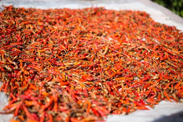 Сушеное красное чили, Таиланд — стоковое фото