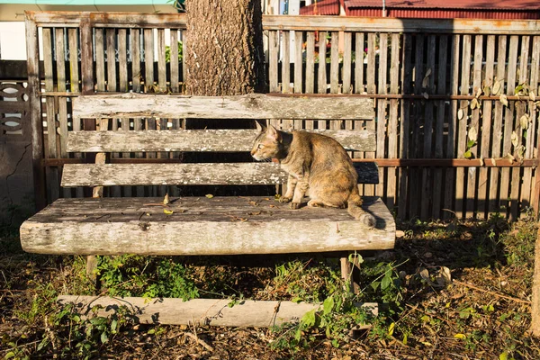 Gato sentado en silla de madera en el jardín, gato tailandés — Foto de Stock
