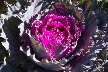 Mor lahana çiçek, yakın