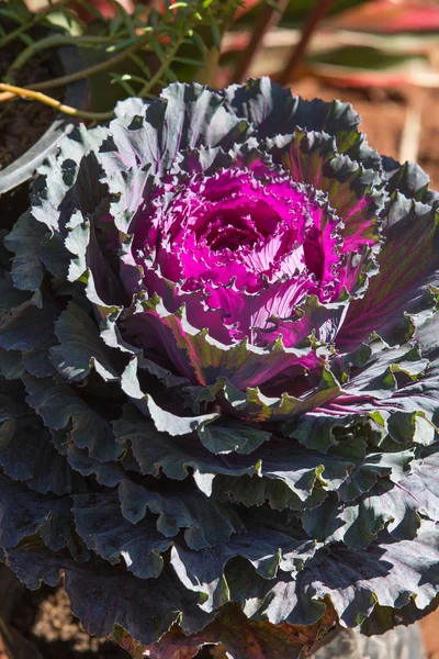 Фиолетовый цветок капусты в декоративном саду — стоковое фото