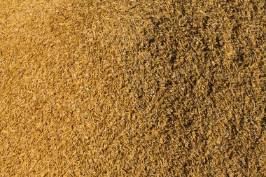 Çeltik pirinç Tayland, altın arka plan