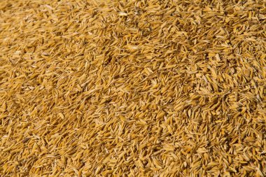 Çeltik pirinç Tayland, altın arka plan