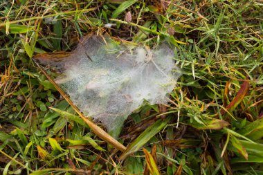 Örümcek ağı ile yaprağın üzerinde çim, kırsal, Tayland