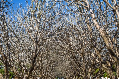 Frangipani ağaç tünel, Nan Eyaleti, Tayland