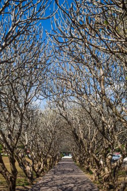 Frangipani ağaç tünel, Nan Eyaleti, Tayland