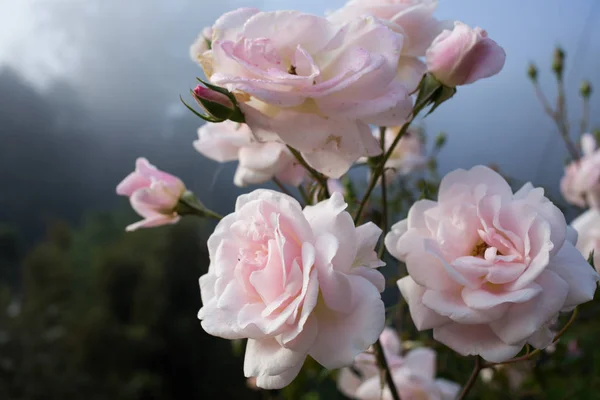 Roze rozen in de tuin, Valentijn — Stockfoto