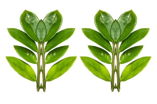 İzole üzerinde beyaz arka plan, yaprak tasarımı, Val şeklinde yaprak kalp — Stok fotoğraf