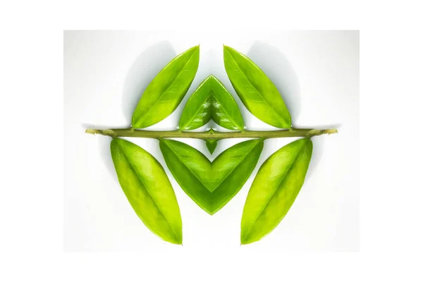 İzole üzerinde beyaz arka plan, yaprak tasarımı, Val şeklinde yaprak kalp — Stok fotoğraf