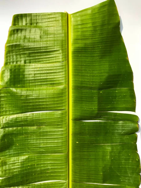 Zelená banánový list izolovaných na bílém pozadí, banánový list desi — Stock fotografie