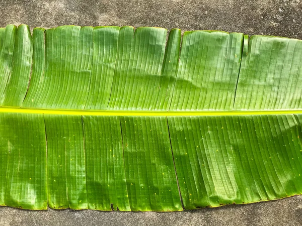 Зеленый банановый лист на цементе, банановый лист — стоковое фото