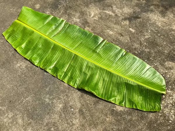 Hoja de plátano verde sobre cemento, patrón de hoja de plátano — Foto de Stock